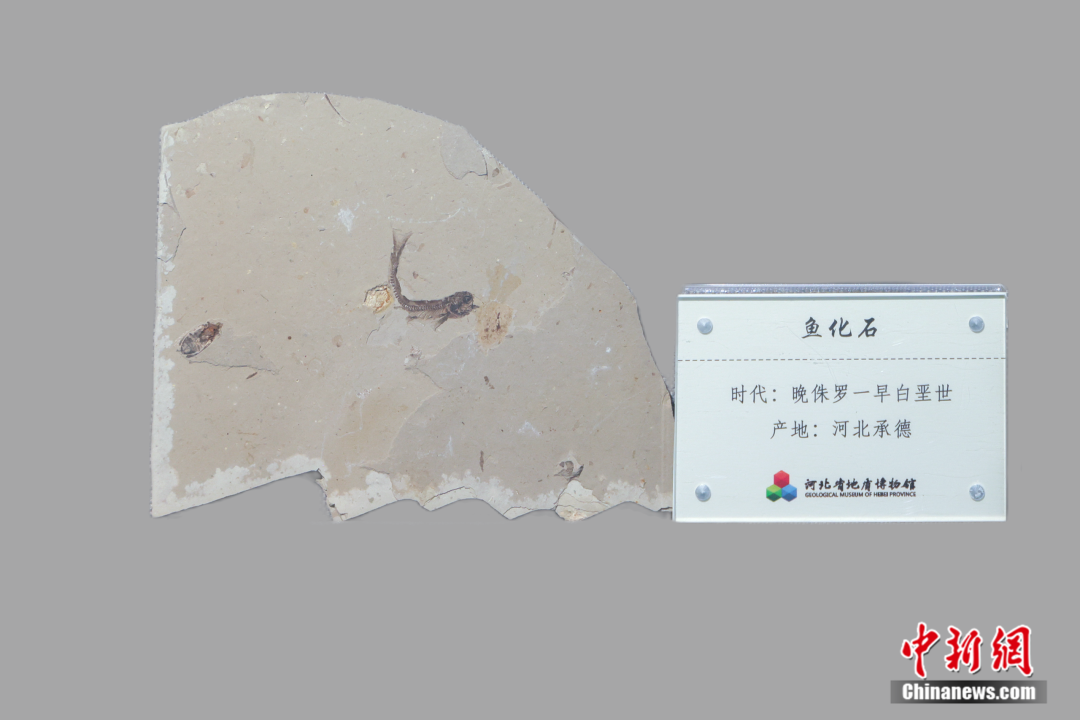 它出生时,地球还是个“宝宝”?河北这块36.7亿岁的石头,刷新认知!