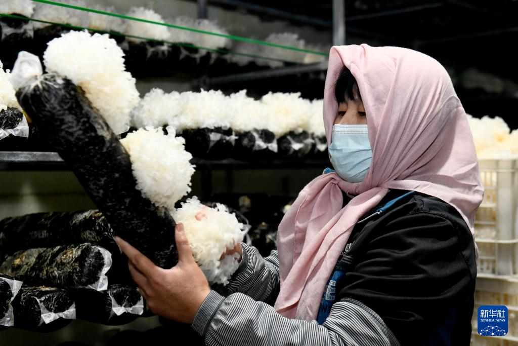 山东惠民:发展菌菇产业 赋能乡村振兴