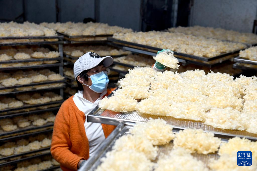 山东惠民:发展菌菇产业 赋能乡村振兴
