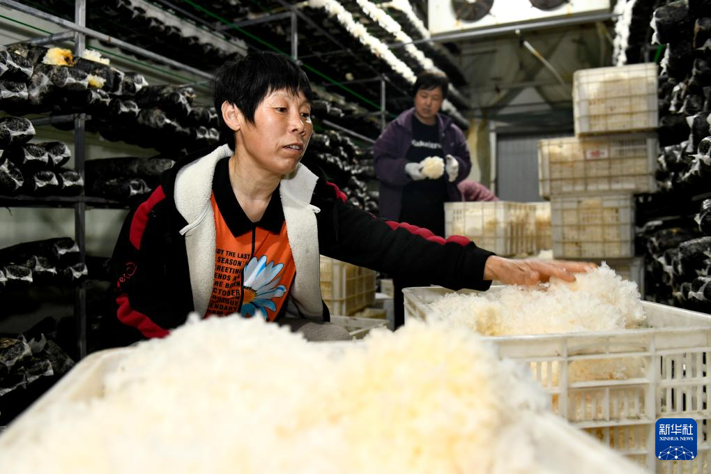 山东惠民:发展菌菇产业 赋能乡村振兴