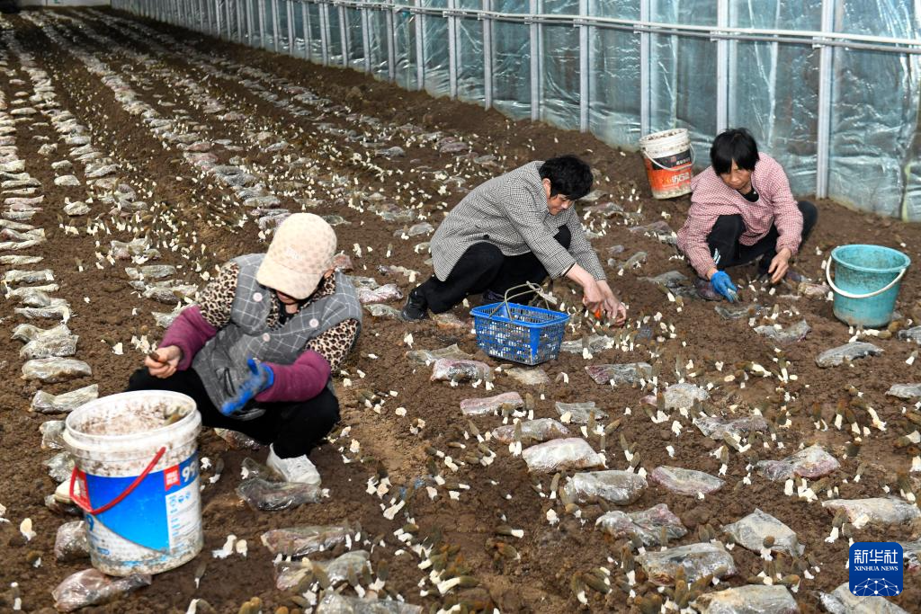 山东惠民:发展菌菇产业 赋能乡村振兴