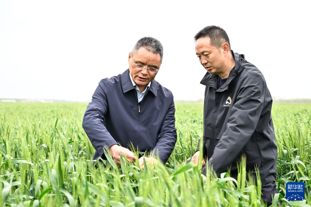 江苏盐城:应对晚播与病害风险 夯实小麦稳产基础