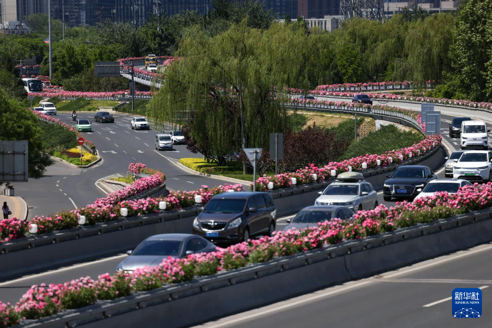 “月季花环”扮靓初夏北京