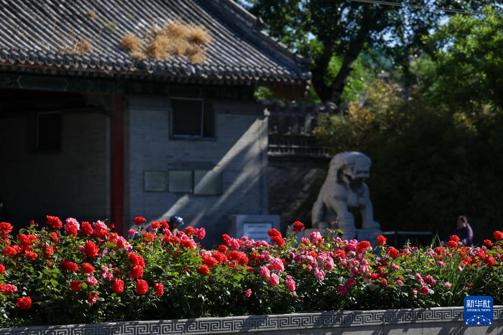 “月季花环”扮靓初夏北京