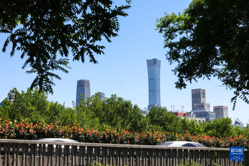 “月季花环”扮靓初夏北京