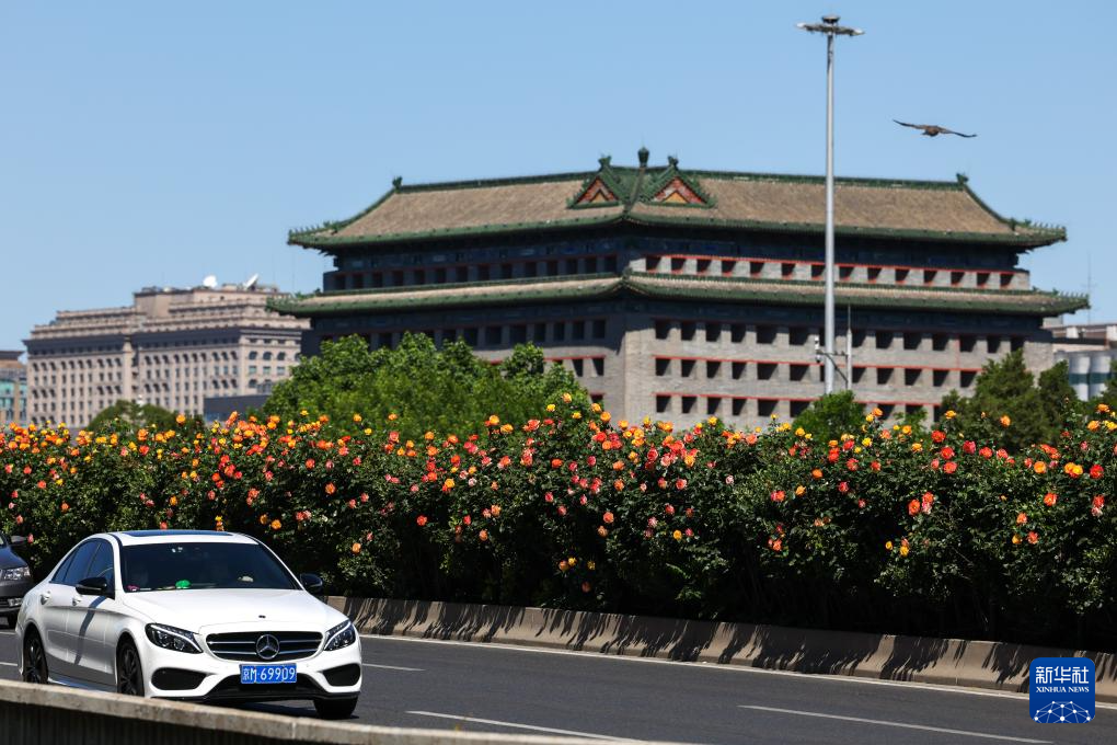“月季花环”扮靓初夏北京