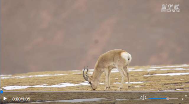 祁连山生物多样性保护成效凸显 祁连山生物多样性保护成效凸显