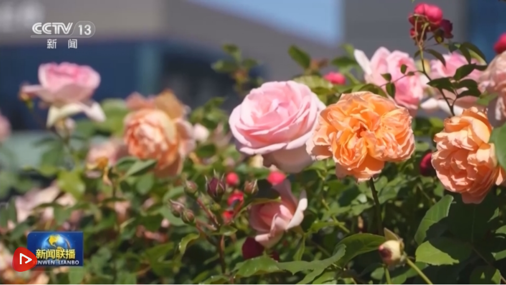 绿化带美出新颜值 公园城市尽显新风貌