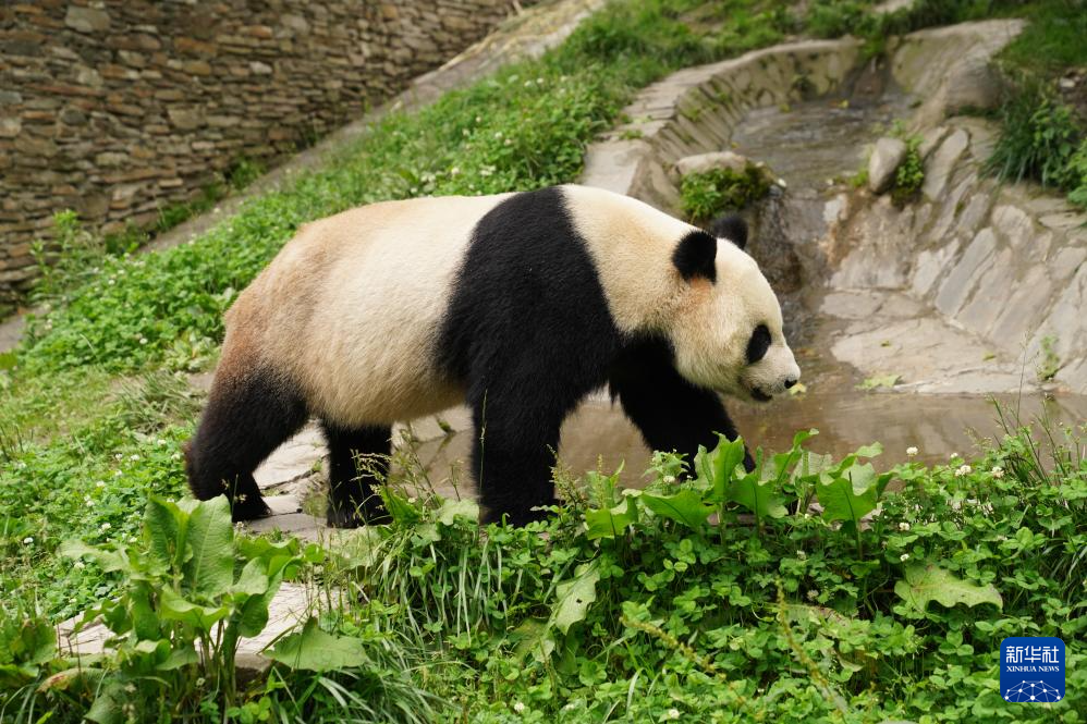 美丽中国行丨探访中国大熊猫保护研究中心卧龙神树坪基地