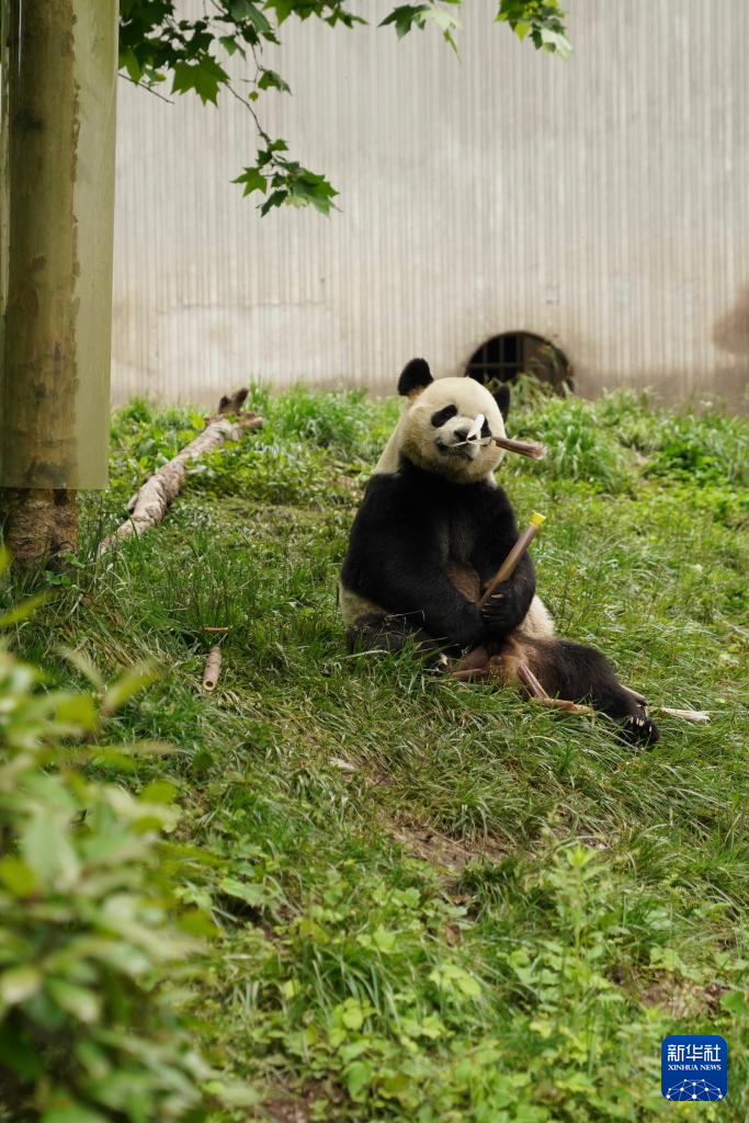 美丽中国行丨探访中国大熊猫保护研究中心卧龙神树坪基地