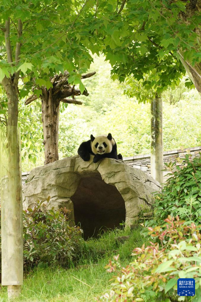 美丽中国行丨探访中国大熊猫保护研究中心卧龙神树坪基地