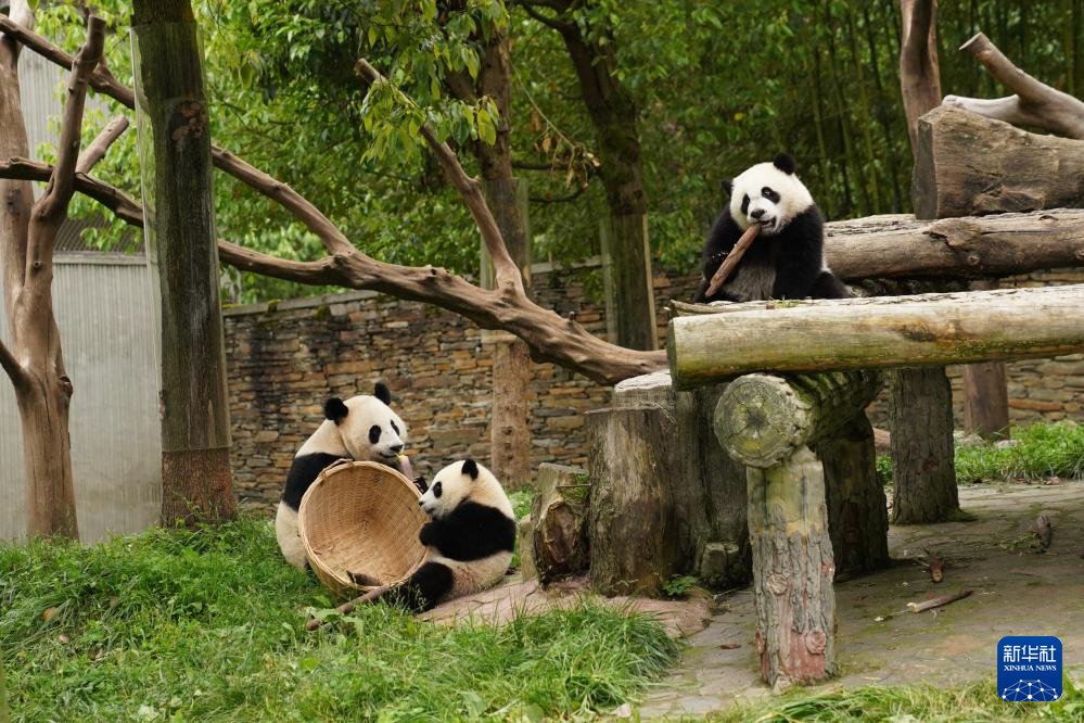 美丽中国行丨探访中国大熊猫保护研究中心卧龙神树坪基地