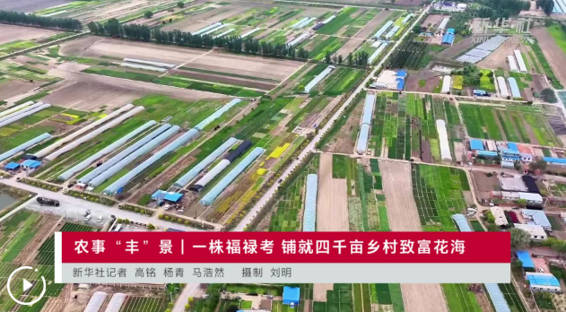 农事“丰”景丨一株福禄考 铺就四千亩乡村致富花海