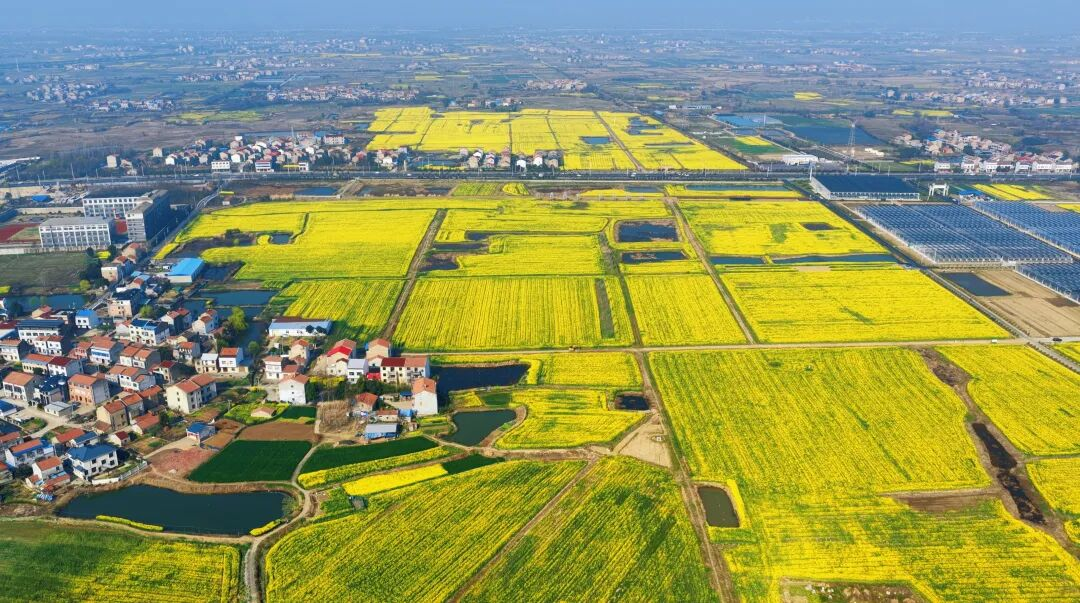 时隔34年!农运重回孝感,解锁孝南现代农业新图景