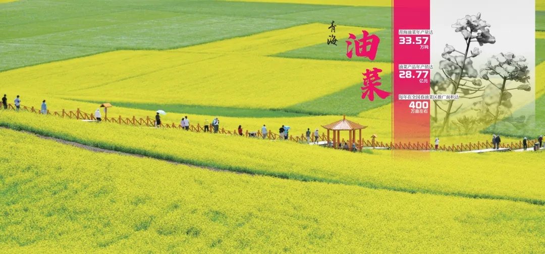 《青海省农牧业产业故事》发布:以文为脉赋能特色产业高质量发展 《青海省农牧业产业故事》发布:以文为脉赋能特色产业高质量发展