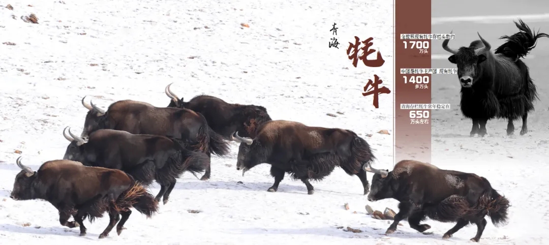 《青海省农牧业产业故事》发布:以文为脉赋能特色产业高质量发展 《青海省农牧业产业故事》发布:以文为脉赋能特色产业高质量发展